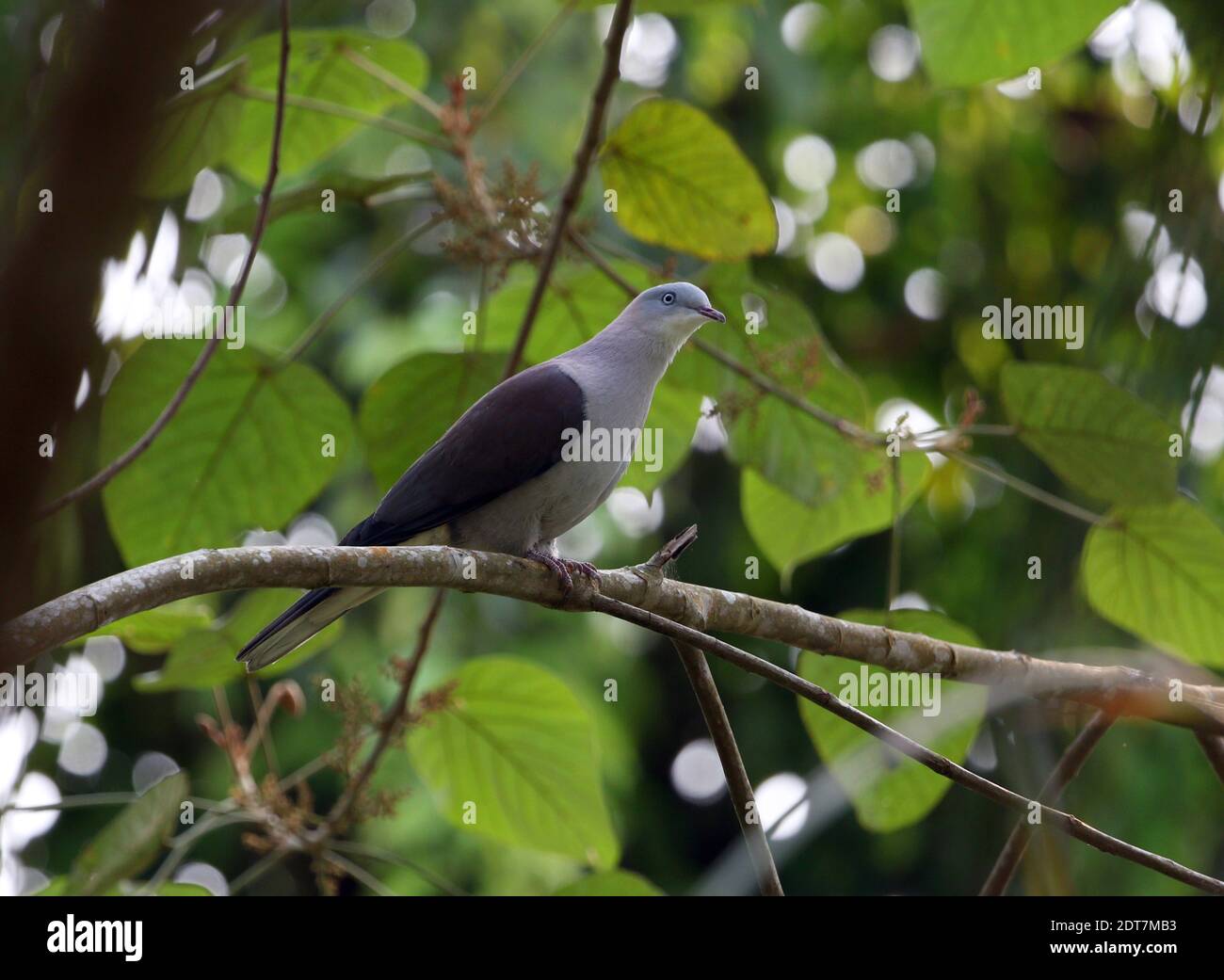 Pigeon impérial de montagne, pigeon à dos de marron, pigeon impérial de Hodgson (Ducula badia), perçant sur une branche de la forêt tropicale de pluie, à côté Banque D'Images