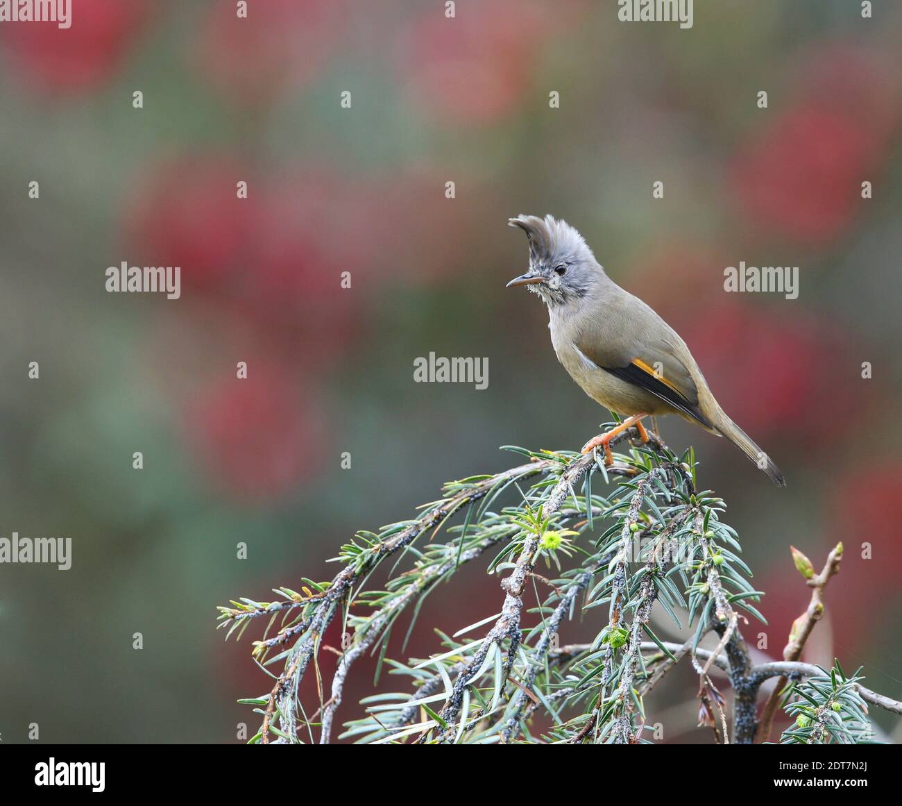 yuhina à gorge rayée (Yuhina gularis), perching sur une branche, vue latérale, Inde, Mandalay Banque D'Images