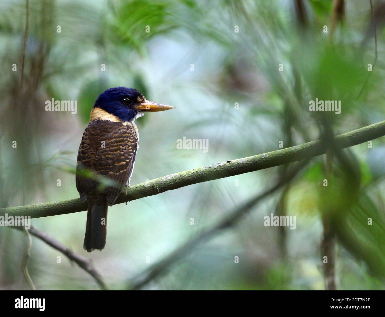 Bois de kingfisher à tête à barre, Kingfisher à poitrine squameuse, Regent Kingfisher (Actenoides princeps), perçant sur une branche, Indonésie, Sulawesi, Gunung Banque D'Images