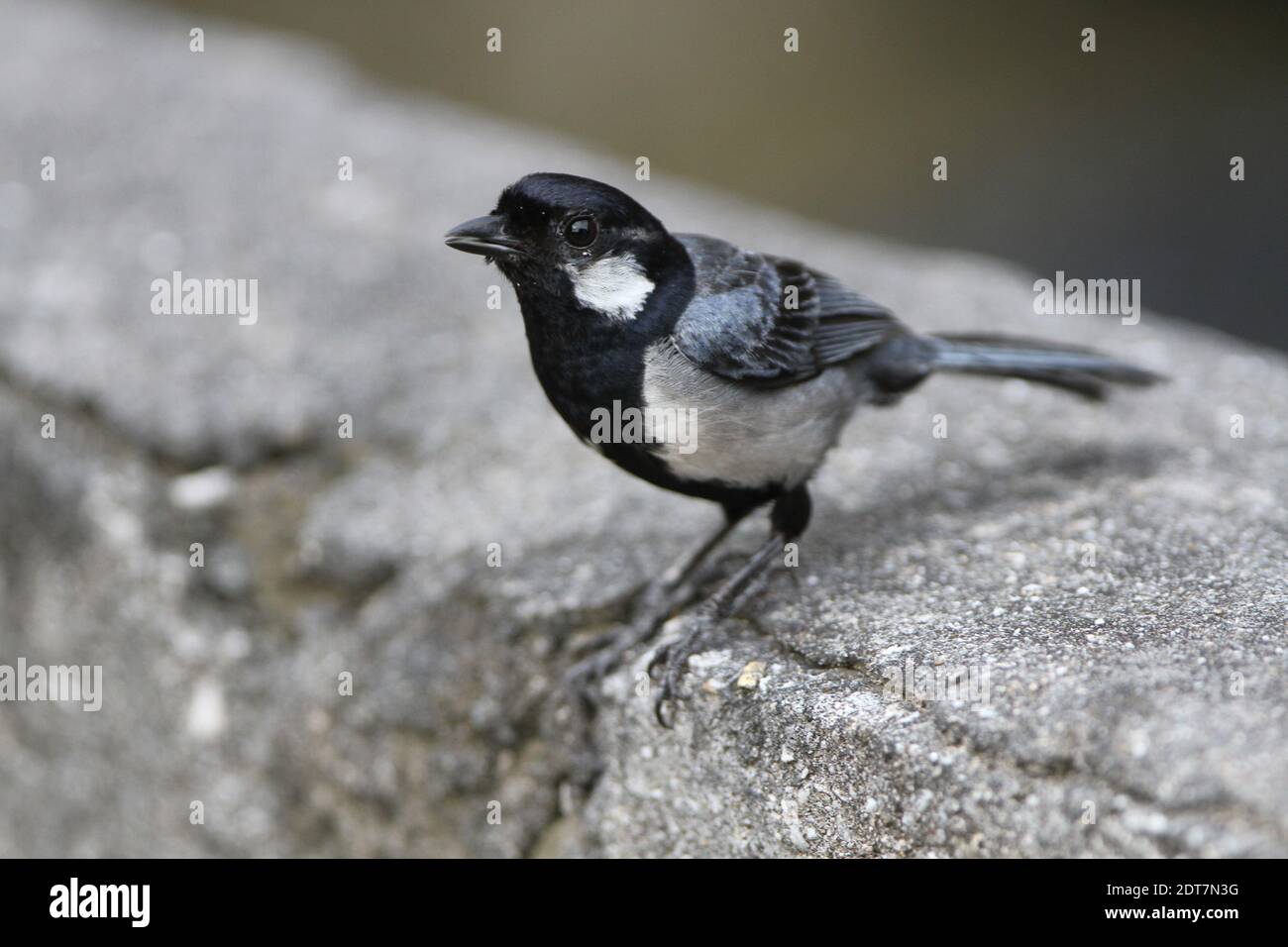 Tit japonais, Tit oriental (Parus minor nigriloris), perching sur un mur, vue latérale, Japon, Okinawa, Île Ishigaki Banque D'Images