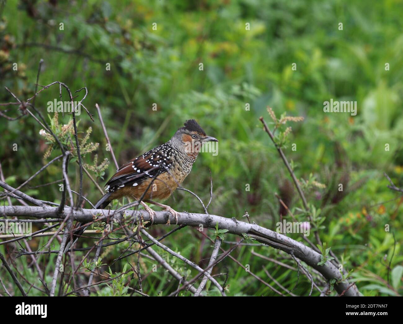 Laughingthrush géant (Ianthocinta maxima), perçant sur une branche dans la forêt tempérée montagnarde, vue latérale, Chine, Sichuan, Balang Shan Banque D'Images