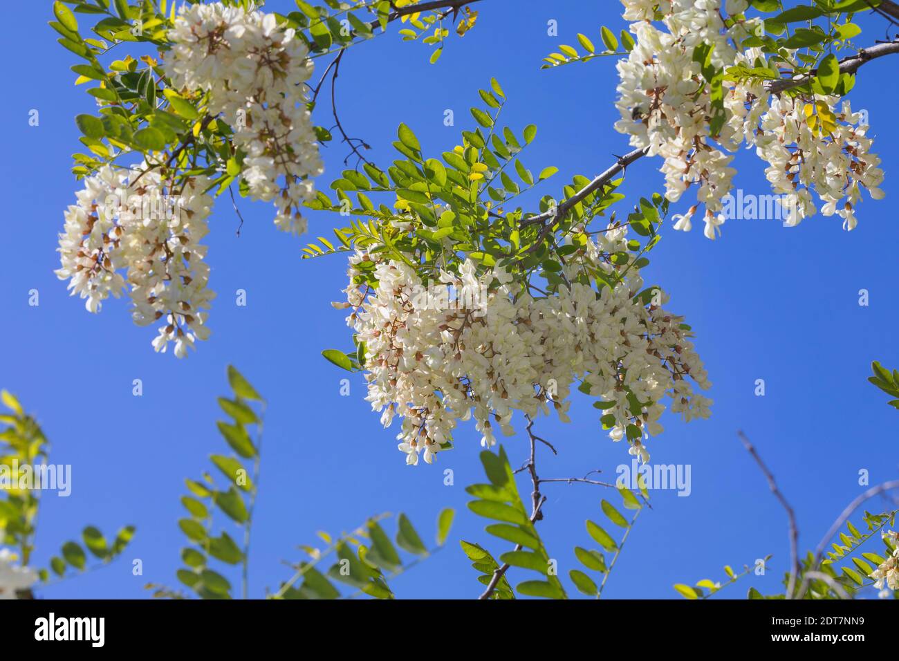 Le robinier, criquet commun, le robinier (Robinia pseudo-acacia, Robinia pseudoacacia, Robinia pseudacacia), blooming, Allemagne Banque D'Images