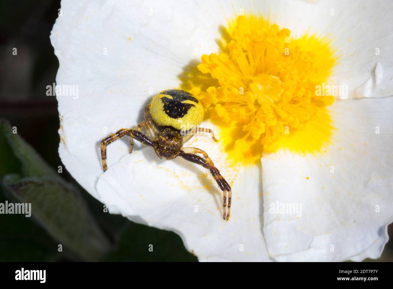 Araignée crabes, araignée Napoléon (Synema globosum, Synaema globosum), femelle qui se cache derrière pour une proie sur une fleur rocheuse, vue de face, Allemagne Banque D'Images