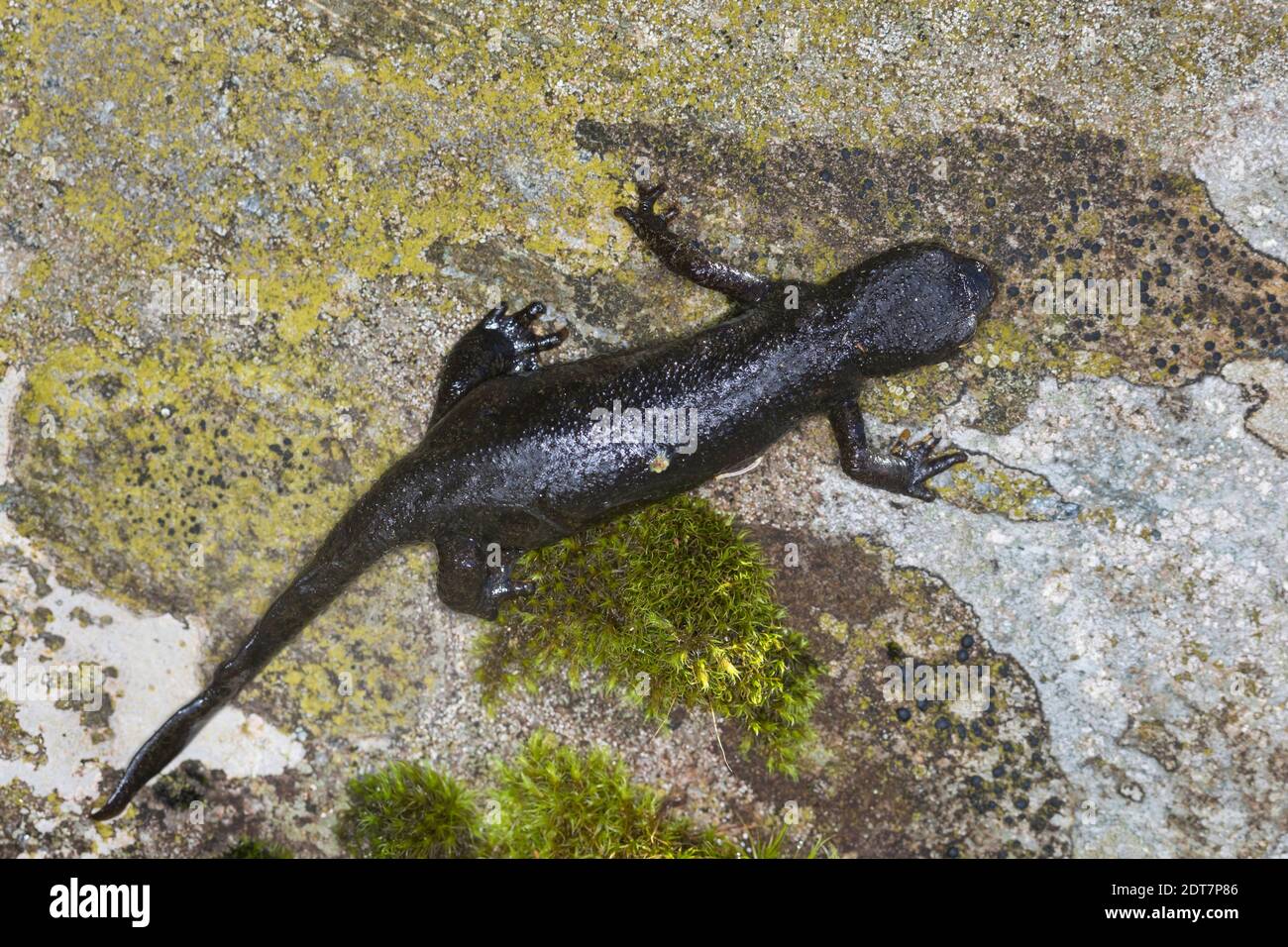 Newt alpin (Triturus alpestris, Ichthyosaura alpestris, Mesotriton alpestris), femelle sur une pierre, vue d'en haut, Allemagne Banque D'Images
