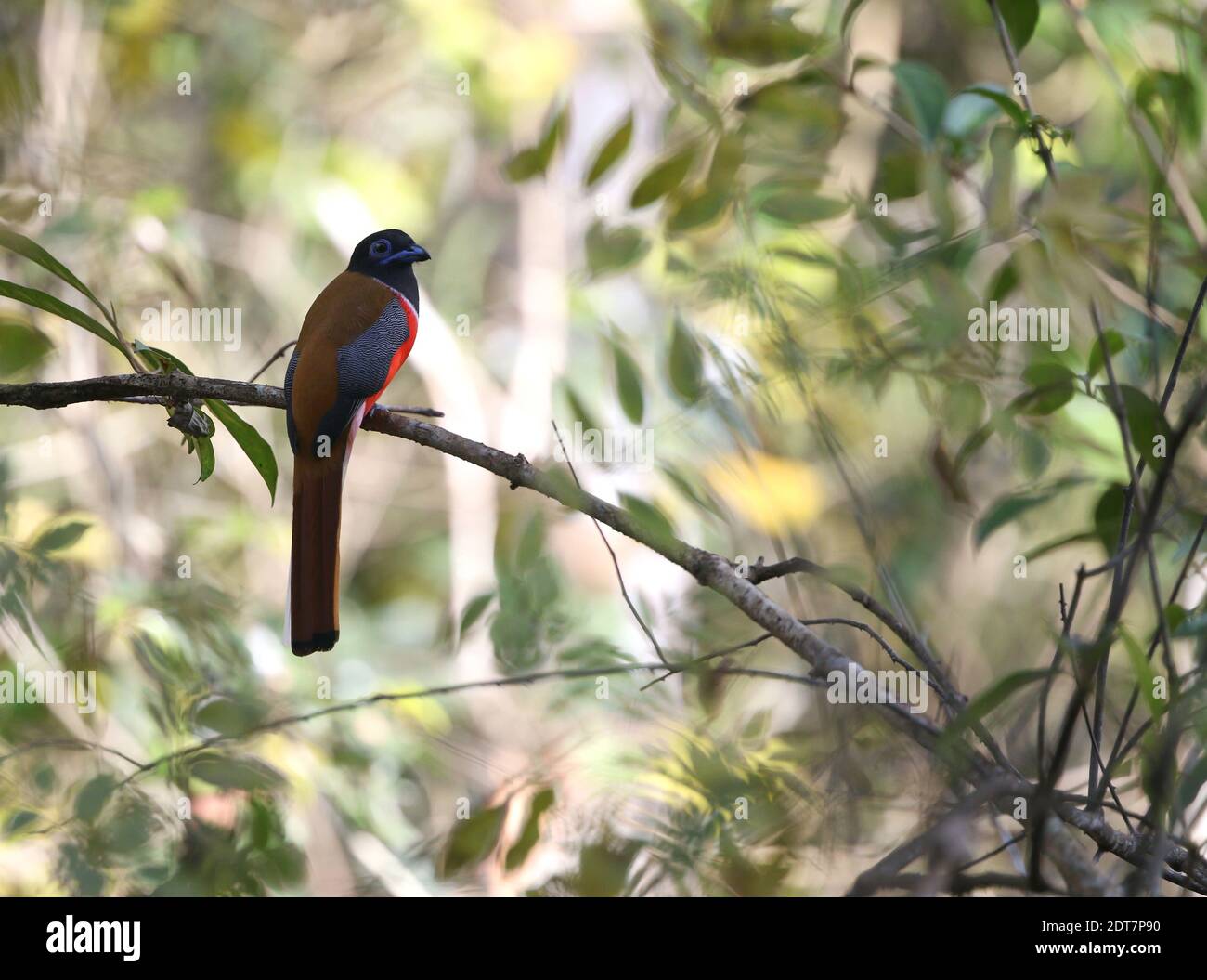 malabar trogon (Harpactes fasciatus), homme perching sur une branche, Inde, Western Ghats, Periyar NP Banque D'Images