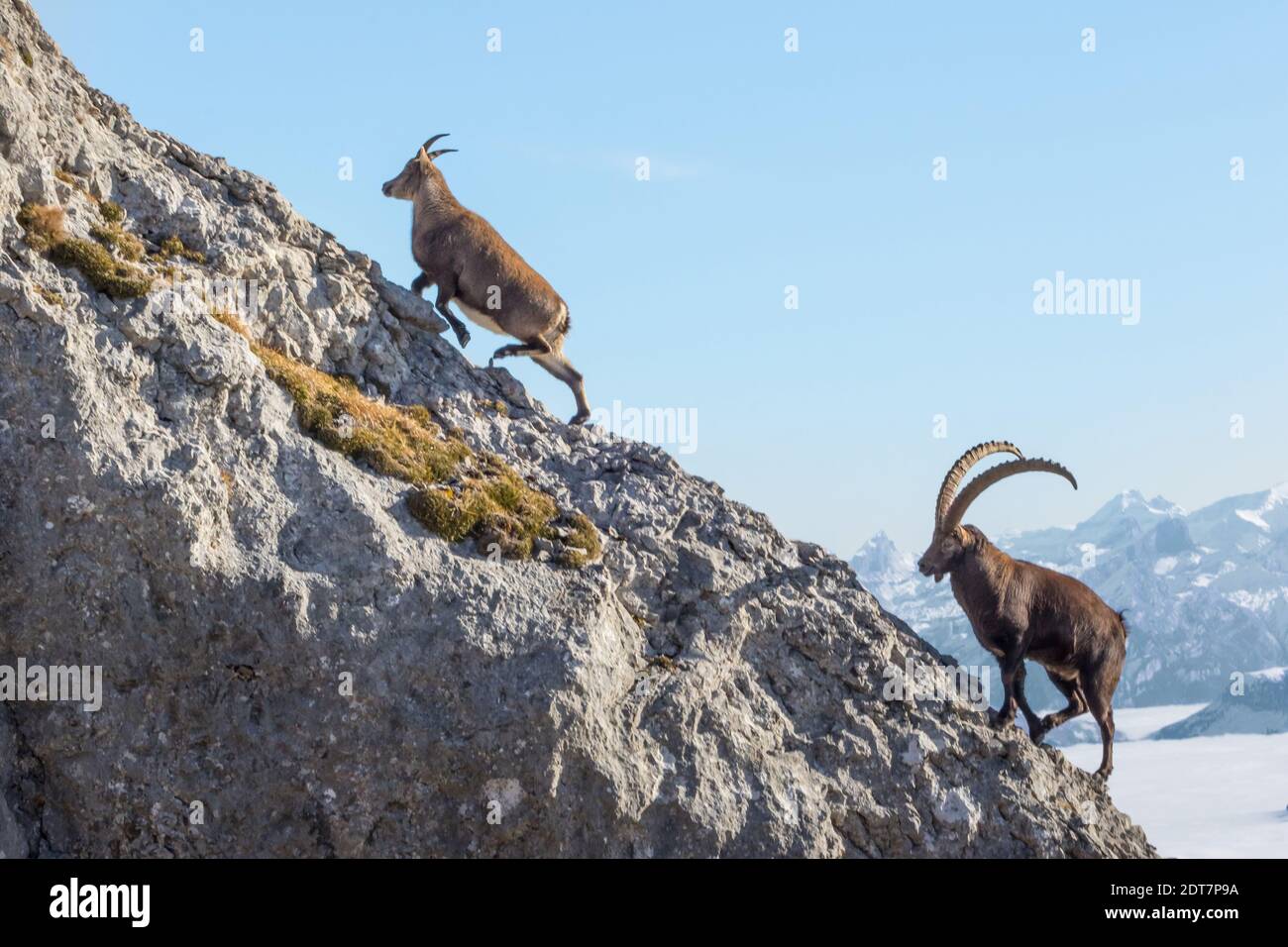 Ibex alpin (Capra ibex, Capra ibex ibex), deux ibex alpins grimpant sur un rocher au-dessus de la mer de brouillard, Suisse, Kanton Luzern, Pilatus Banque D'Images