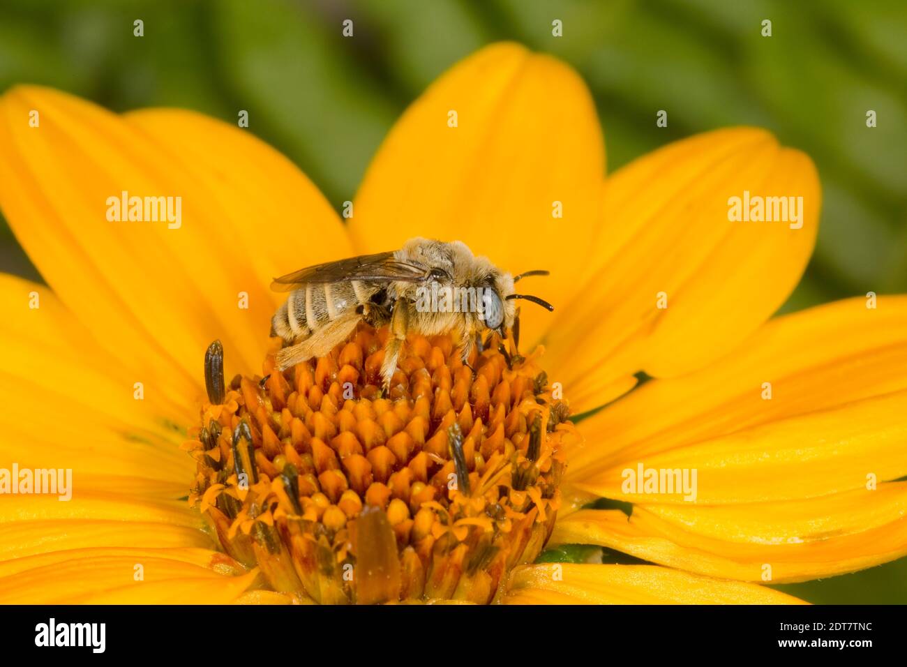 Cheminée mâle, Diadasia diminuta, Apidae. Longueur du corps 8 mm. Le Nectaring à l'aster. Banque D'Images