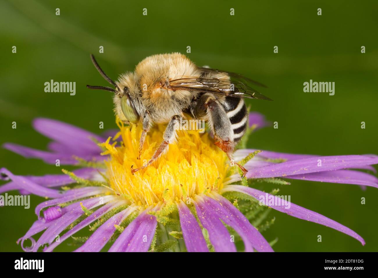 California Digger Bee mâle, Anthophora californica, Apidae. Longueur du corps 11 mm. Le Nectaring à l'aster violet. Banque D'Images