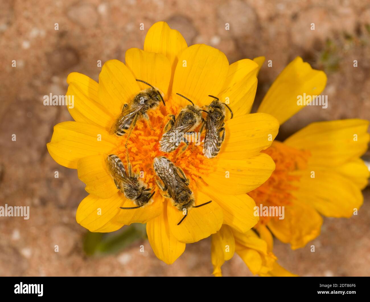 Mâles d'abeilles du soir, Hesperapis sp., Melittidae. Groupe dormant sur une fleur d'aster. Banque D'Images