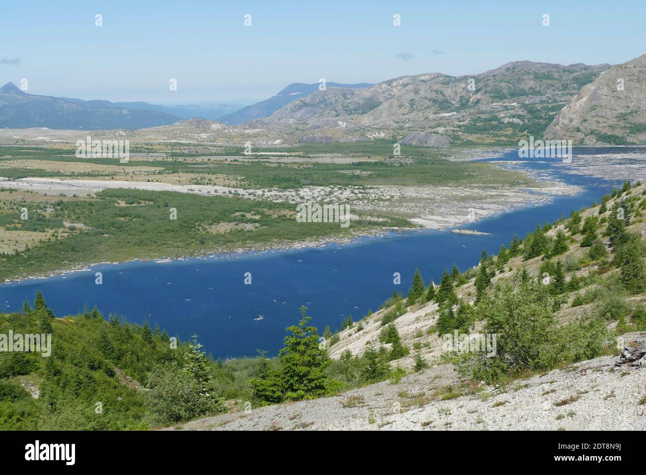 Spirit Lake avec radeaux de bois d'arbres soufflés à l'éruption de 1980, monument volcanique national du mont St. Helens, Washington Banque D'Images