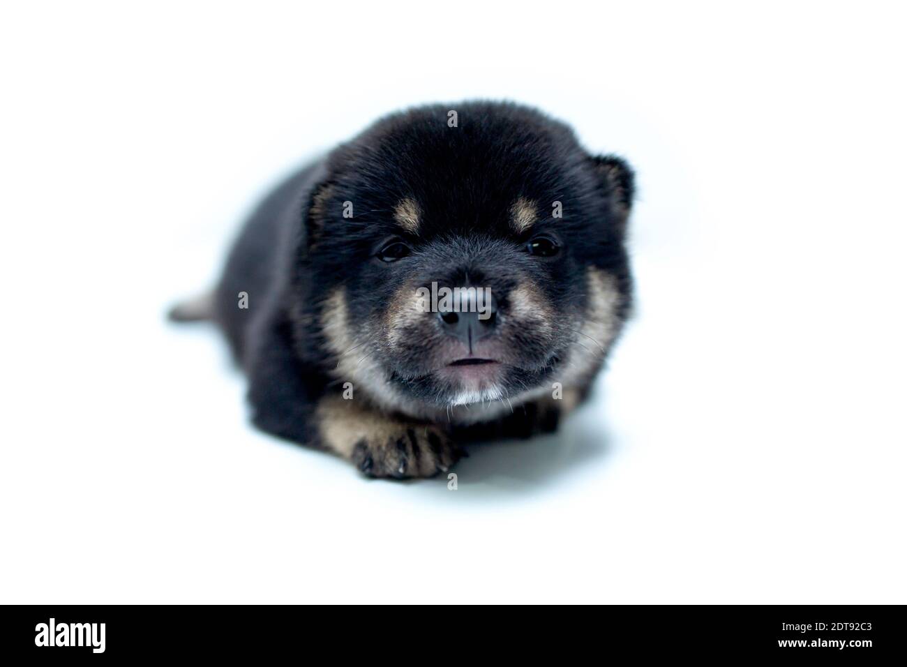 Gros Plan D Un Nouveau Ne Shiba Inu Puppy Chien Japonais Magnifique Shiba Inu Puppy Couleur Noir Photo Stock Alamy Gros Plan D Un Nouveau Ne Shiba Inu Puppy Chien Japonais Magnifique Shiba Inu Puppy Couleur Noir Photo Stock Alamy
