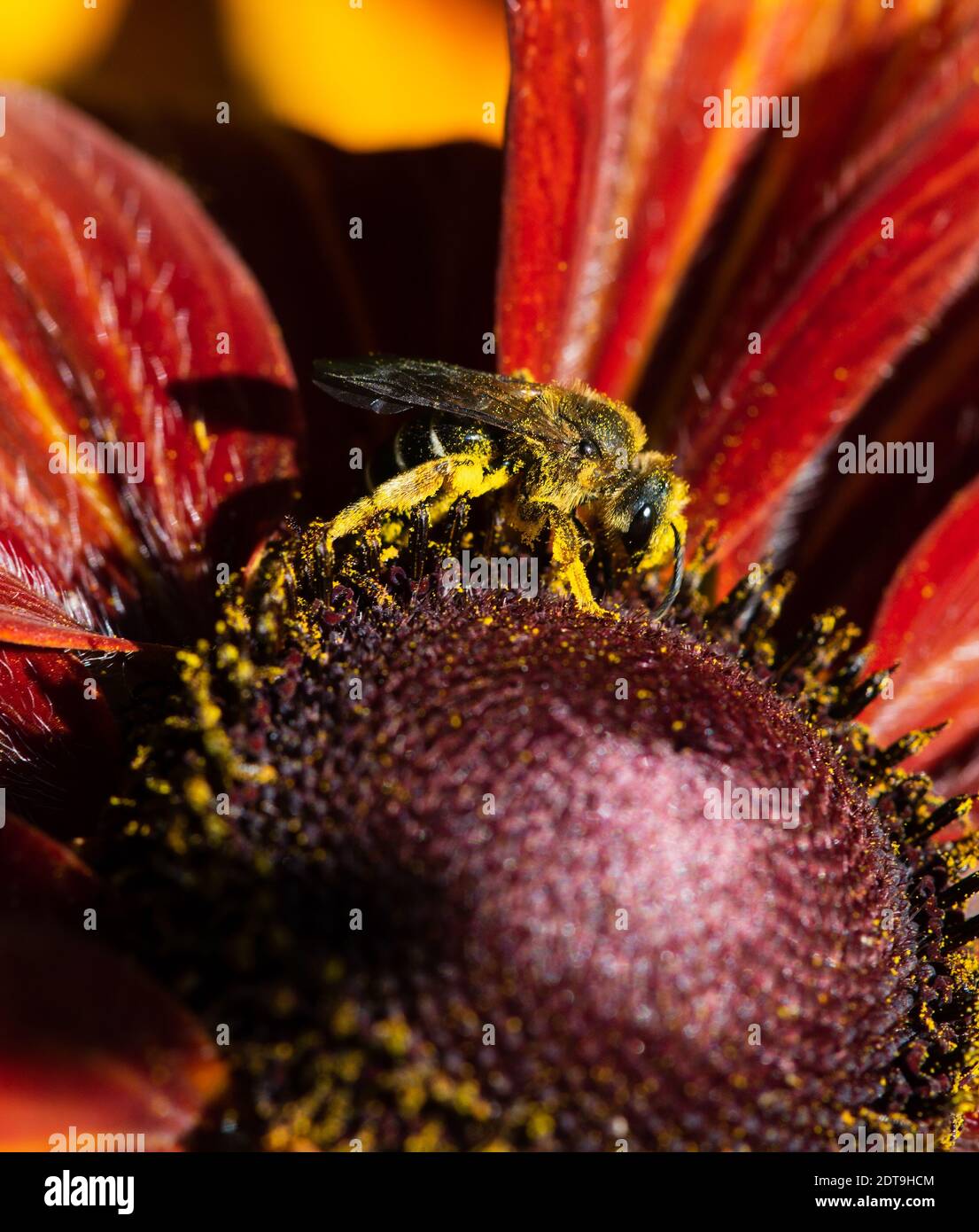 Une photo verticale d'une abeille collectant du pollen Une fleur Banque D'Images