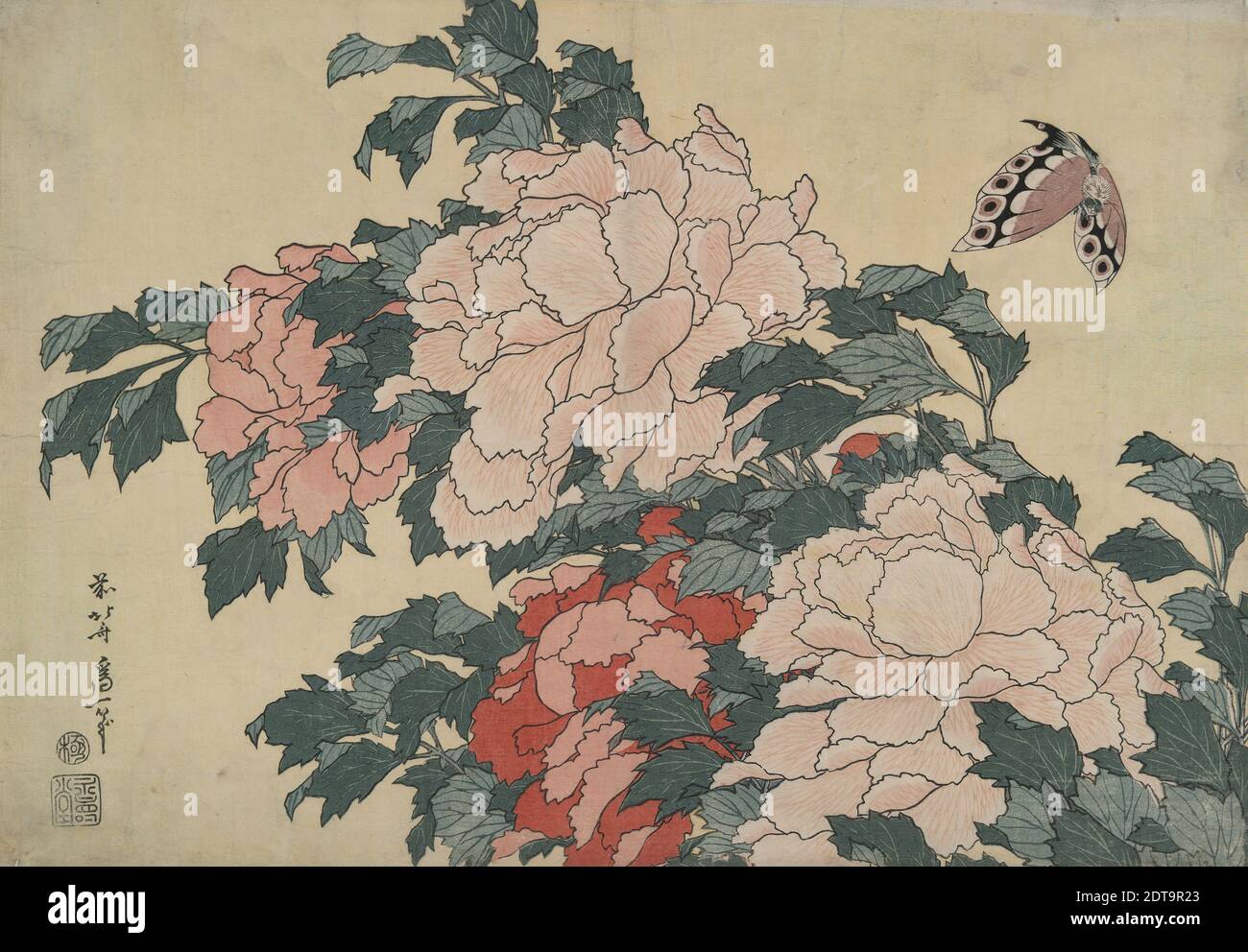Artiste: Katsushika Hokusai, japonais, 1760–1849, pivoines et papillons, d'une série sans titre nommée grandes fleurs, vers 1833–34, Ukiyo-e; impression polychrome sur blocs de bois, feuille: 10 1/4 × 15 1/4 po. (26 × 38.7 cm), 葛飾北斎 芍薬と蝶 浮世絵錦絵 江戸時代 , Japon, japonais, période Edo (1615–1868), fonctionne sur papier - tirages Banque D'Images