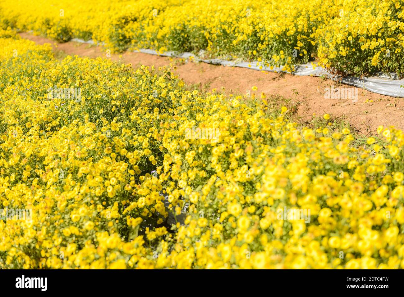 Fleurs champ jaune avec chrysanthème jaune dans le jardin (Chrysanthème morifolium Ramat) Banque D'Images