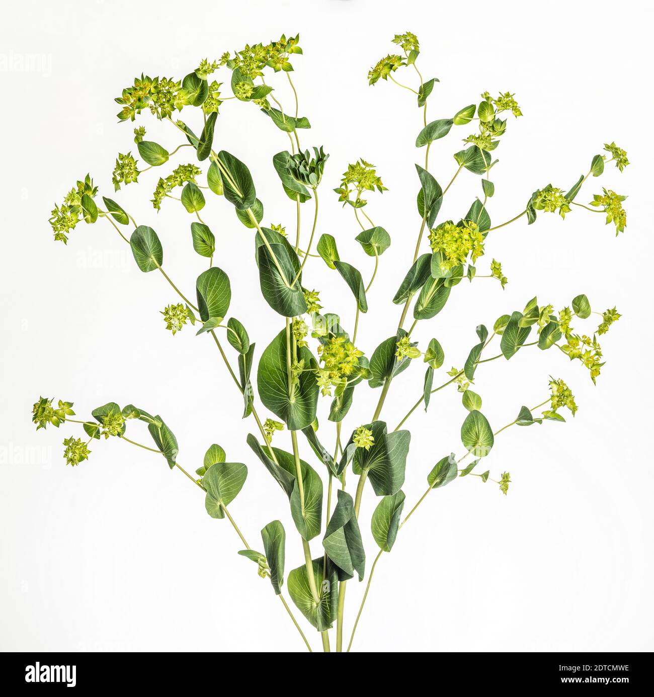 Studio de plante verte Banque D'Images