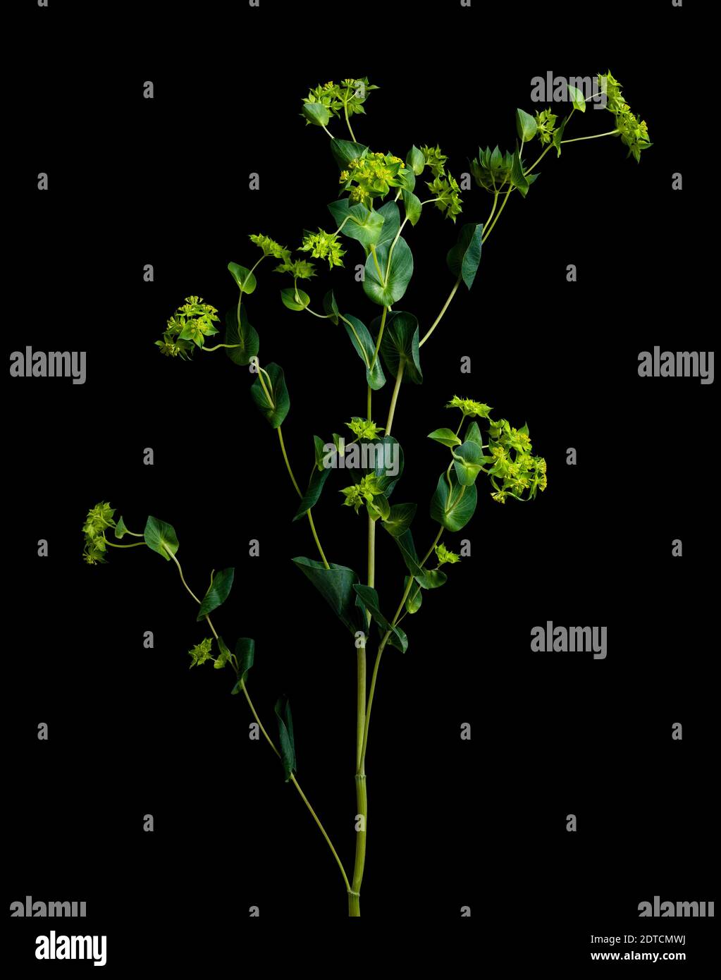 Studio de plante verte Banque D'Images