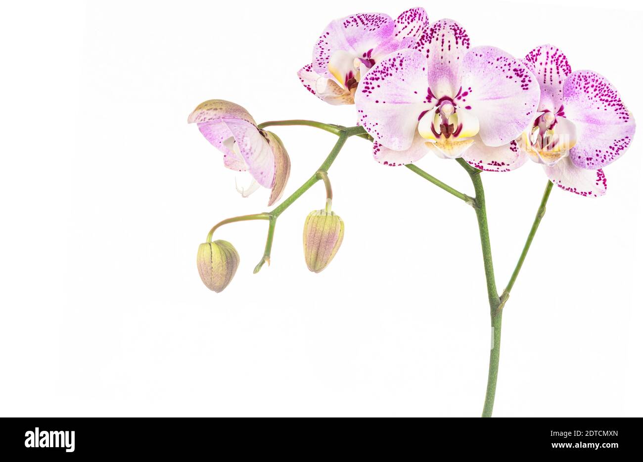 Studio de prise de vue d'orchidée pourpre Banque D'Images