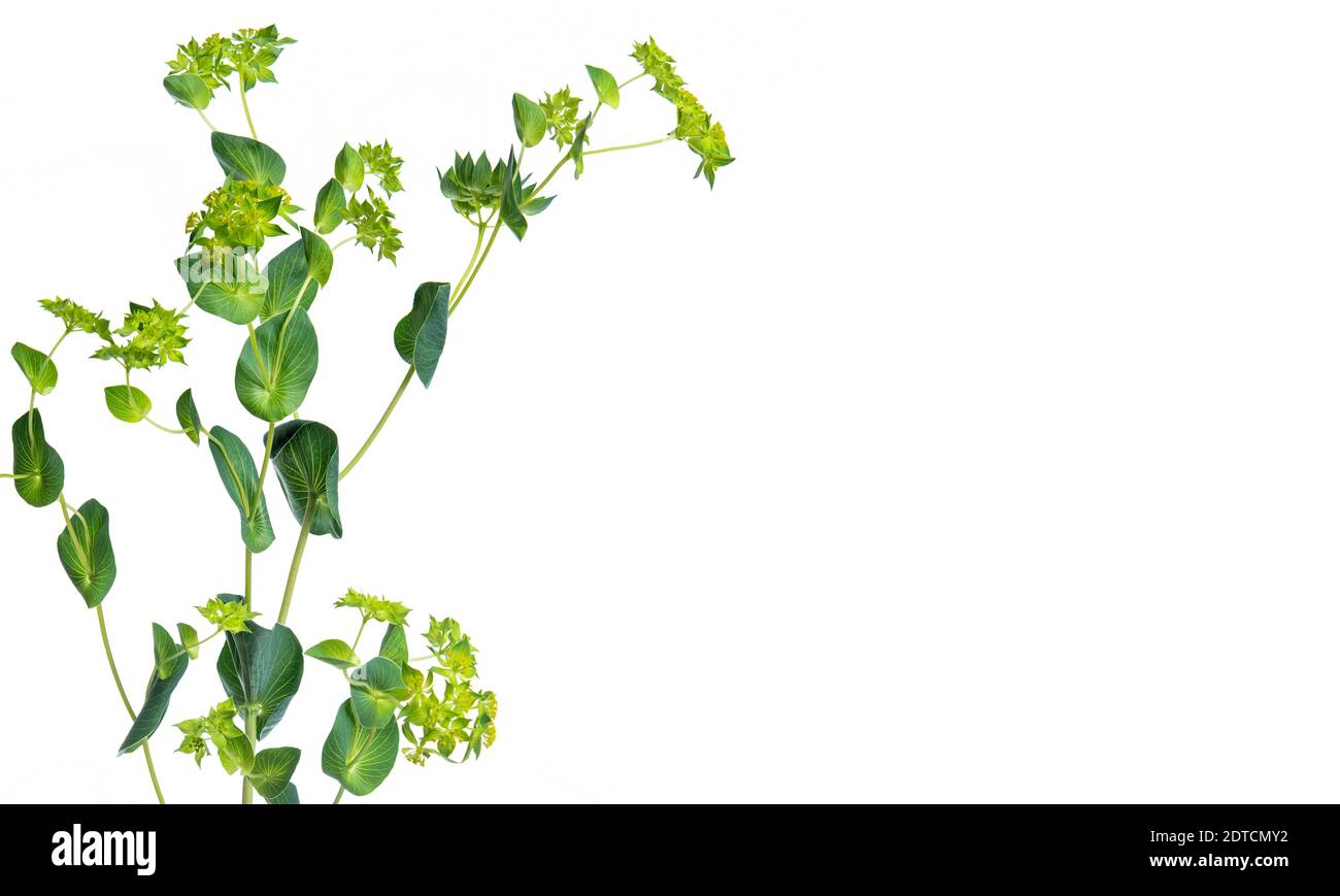 Studio de plante verte Banque D'Images