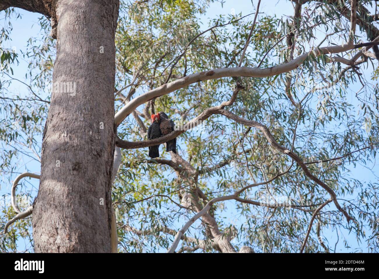 Australie, New South Whales, Dunn's Swamp, Cockatoos dans Ganguddy-Dunns Swamp Banque D'Images