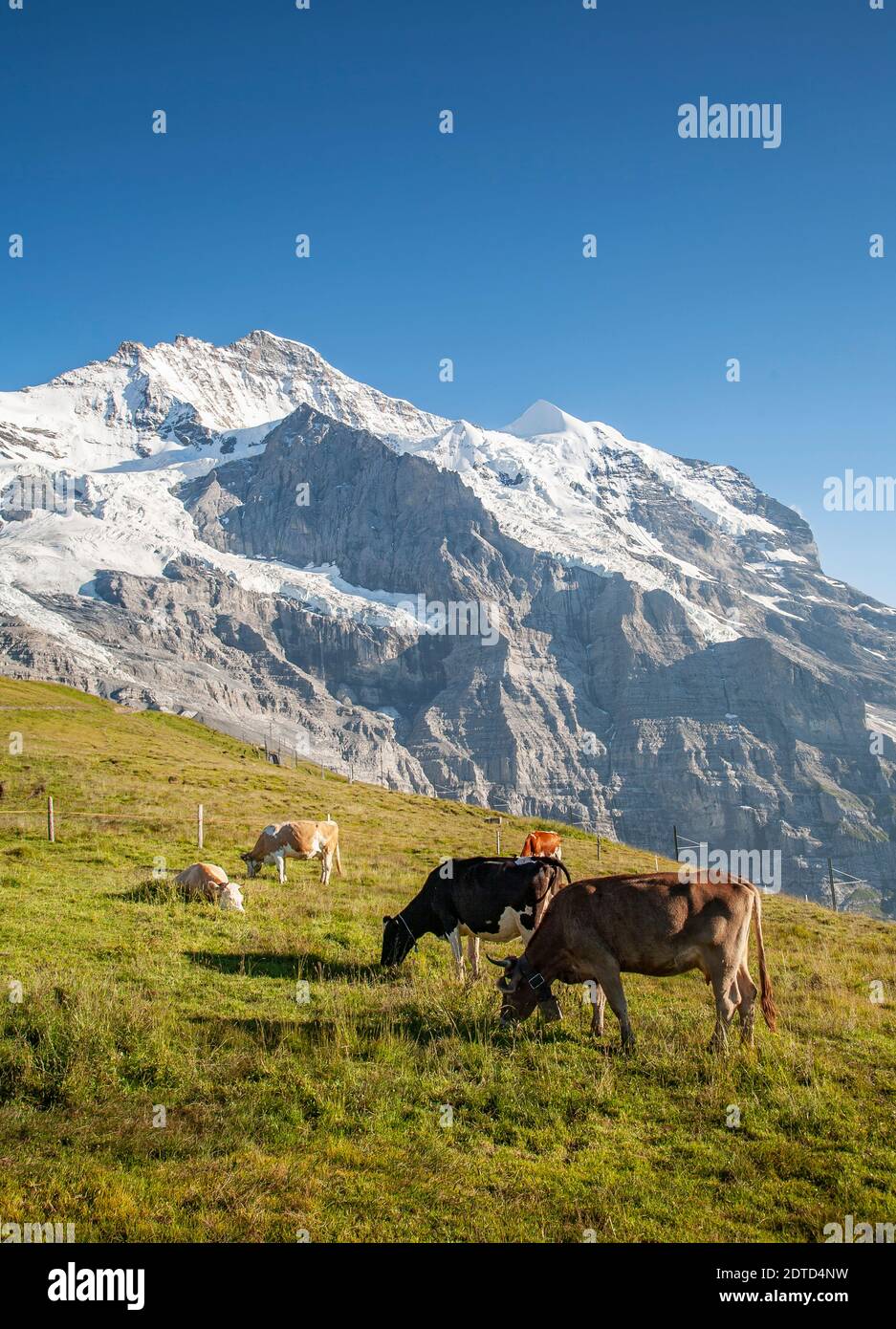 Suisse, canton de Berne, Berner Oberland, Kleine Sheidgg, vaches paissant dans les prairies alpines Banque D'Images
