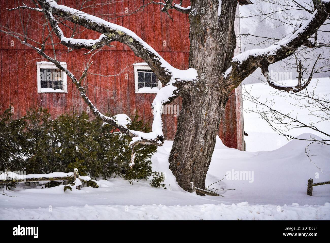 La neige nouvelle tombe sur une grange rouge et une ferme viticole à Craftsbury, Vermont, Nouvelle-Angleterre, États-Unis. Banque D'Images