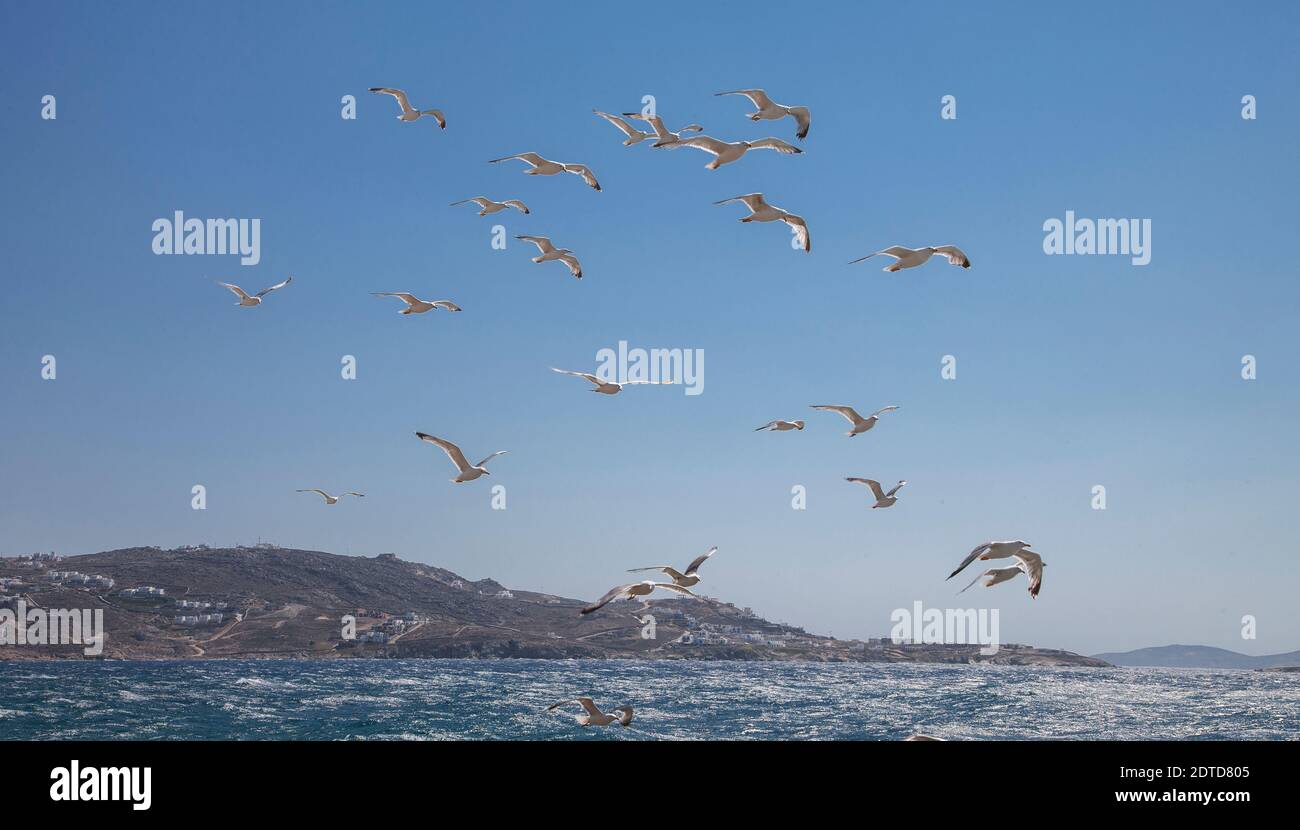 Grèce, Cyclades, Mykonos, Chora, Segulls volant au-dessus de la mer Banque D'Images