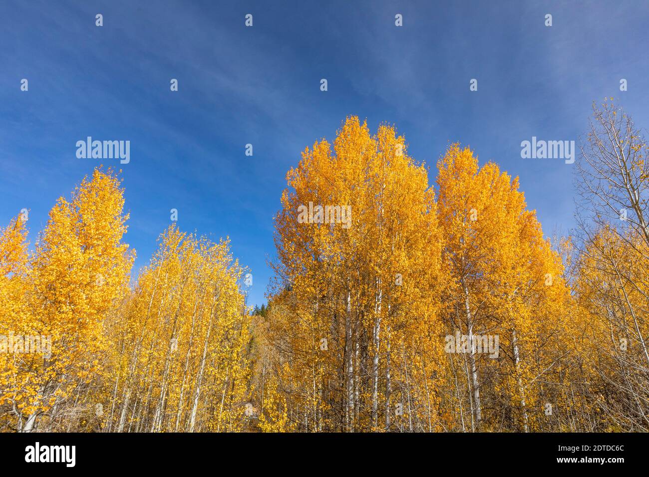 États-Unis, Idaho, Sun Valley, arbres jaunes dans la forêt d'automne Banque D'Images