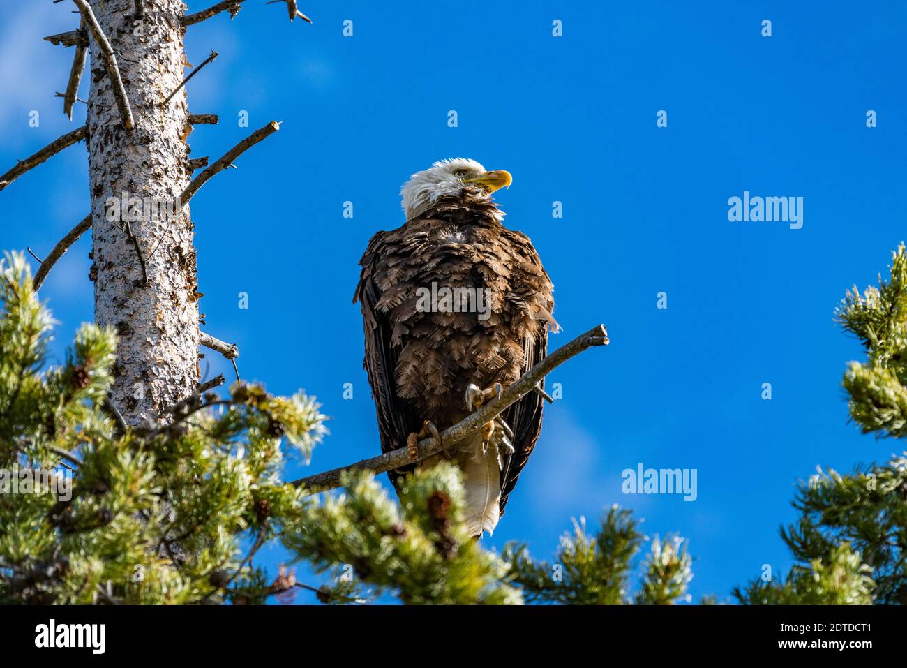 États-Unis, Idaho, Stanley, Bald Eagle perching dans un arbre au-dessus du lac Redfish Banque D'Images