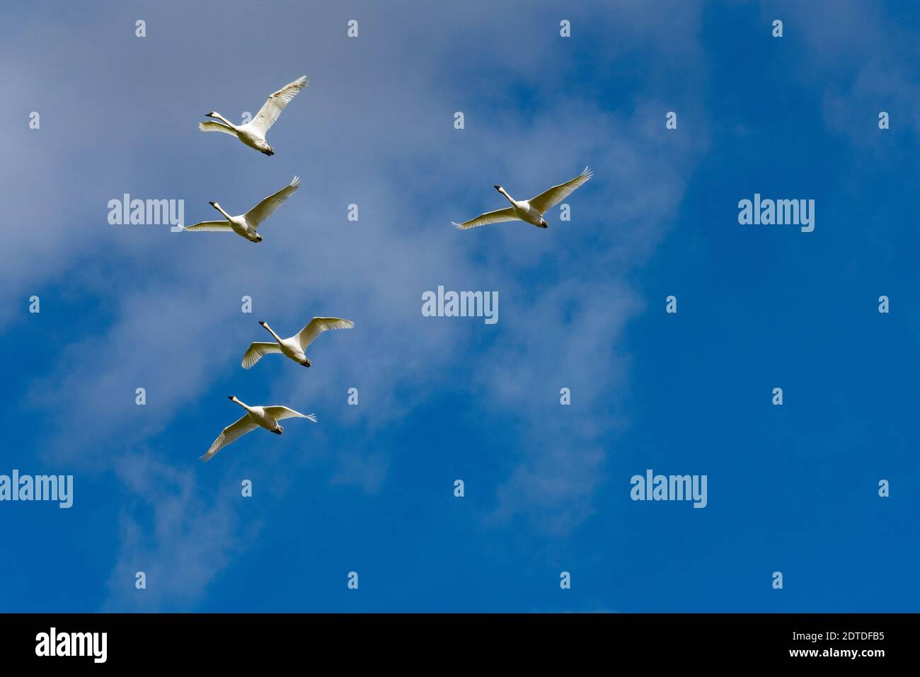 Troupeau de cygnes trompettes (Cygnus buccinator) volant contre le ciel bleu Banque D'Images