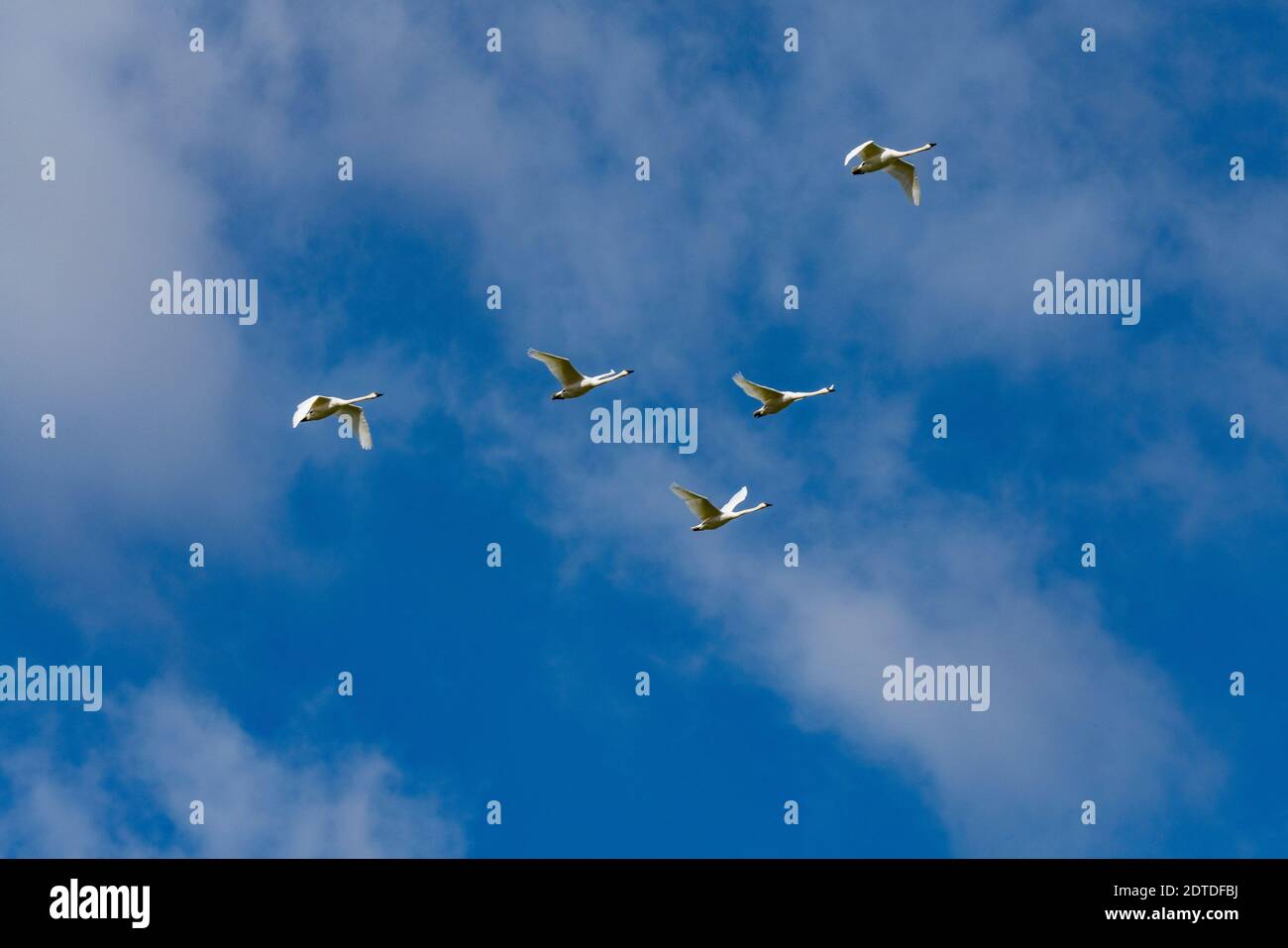 Troupeau de cygnes trompettes (Cygnus buccinator) volant contre le ciel bleu Banque D'Images
