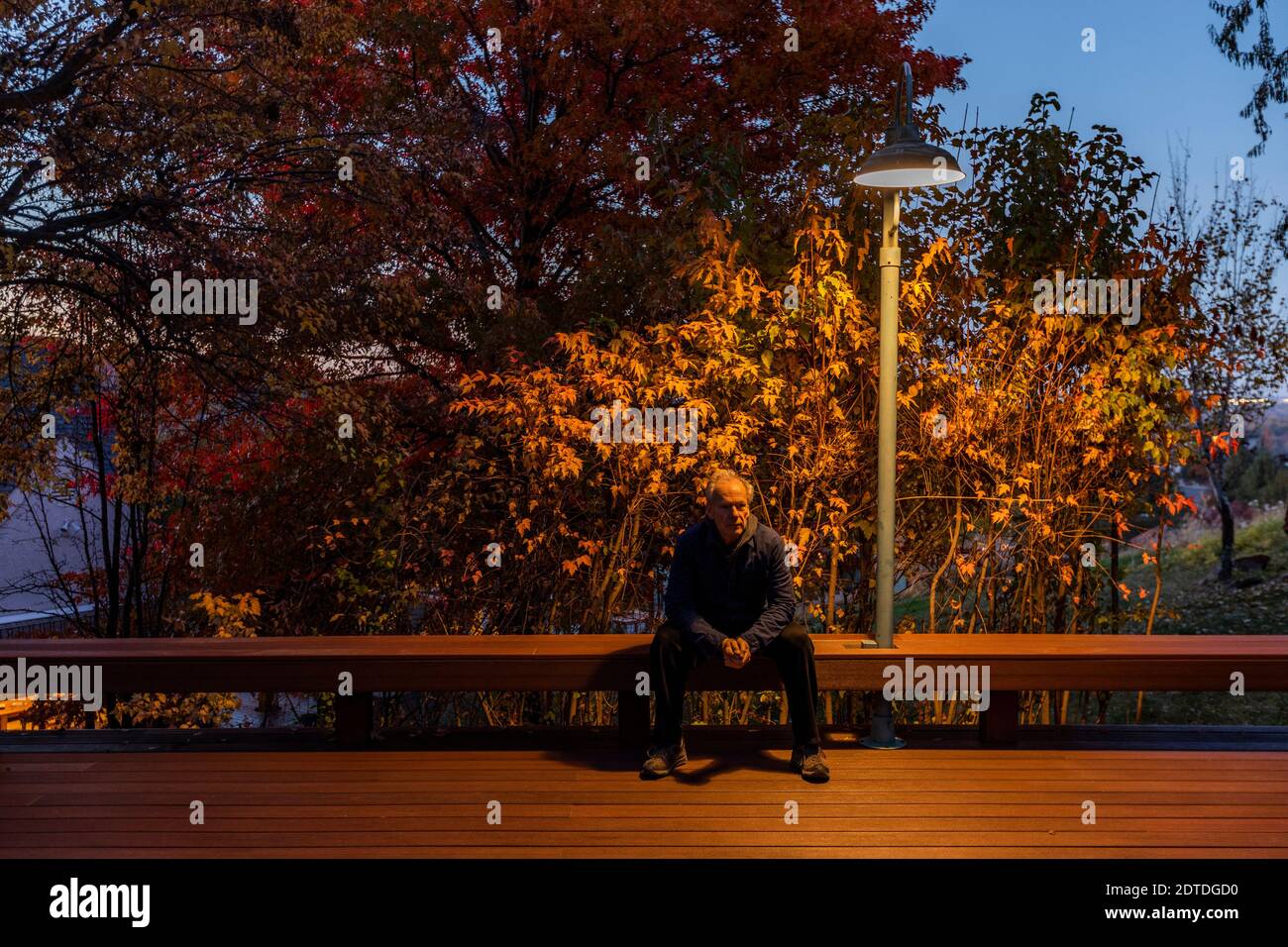 USA, Idaho, Boise, Senior homme assis sur le banc de pont sous l'arbre d'automne illuminé la nuit Banque D'Images