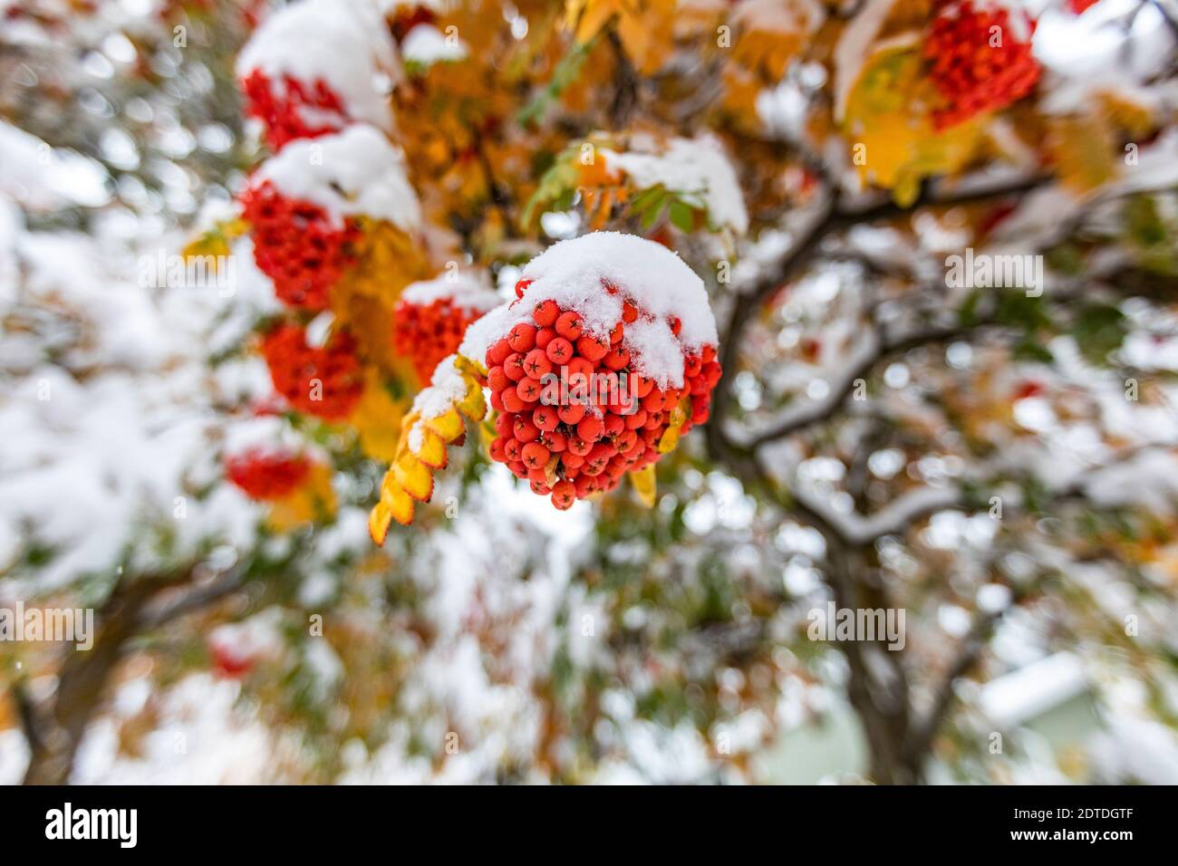 Rowanberries sur branche recouverte de neige Banque D'Images