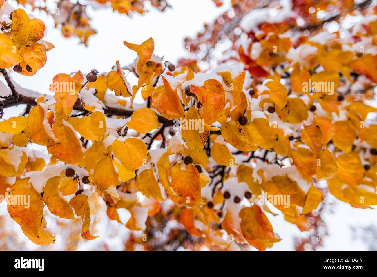 Feuilles d'automne jaunes sur branche recouvertes de neige Banque D'Images