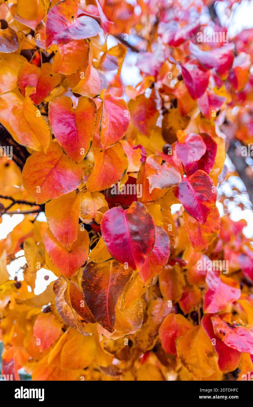 Gros plan sur les feuilles d'automne colorées en branche Banque D'Images