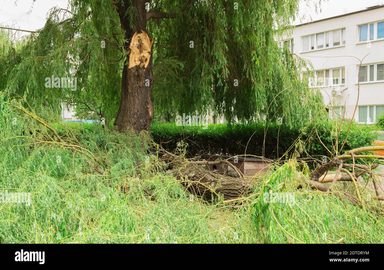 Une grosse branche cassée d'un vieux arbre. La branche est brisée par le vent. Pluie et vent dans la ville Banque D'Images
