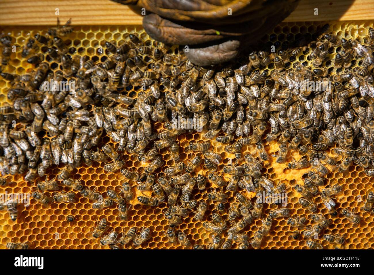 Ruche de gros plan pour obtenir le miel, le pollen, la propolis et la gelée royale, elle est consommée partout dans le monde car c'est un produit très bénéfique pour huma Banque D'Images