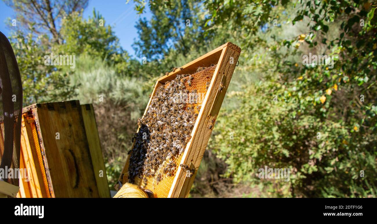 Ruche de gros plan pour obtenir le miel, le pollen, la propolis et la gelée royale, elle est consommée partout dans le monde car c'est un produit très bénéfique pour huma Banque D'Images