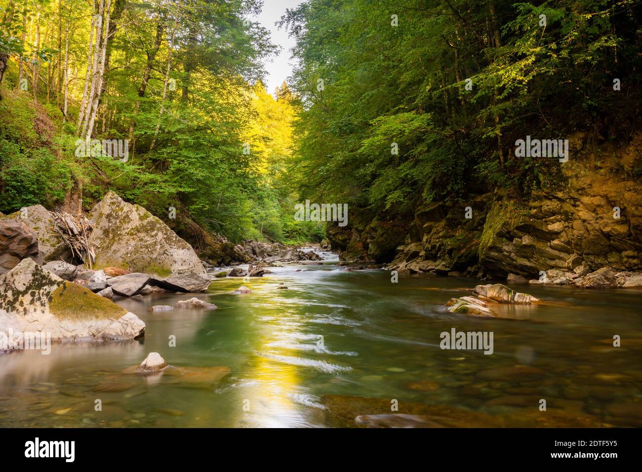 Rivière de montagne en forêt. L'eau sur des pierres. Banque D'Images
