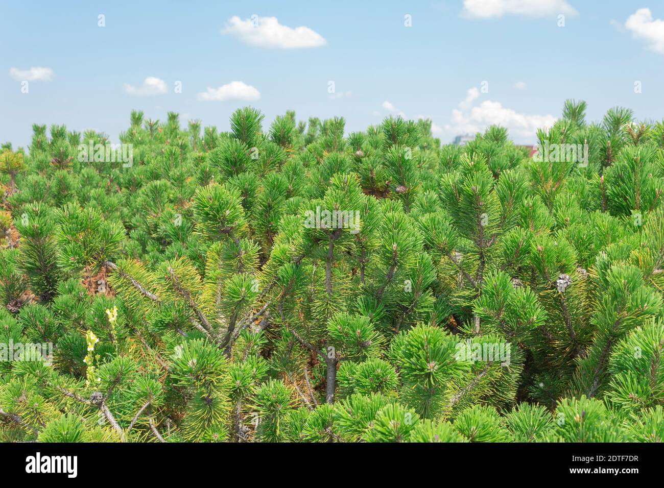 Branches de pin contre un ciel bleu. Vue latérale sur la forêt de pins Banque D'Images