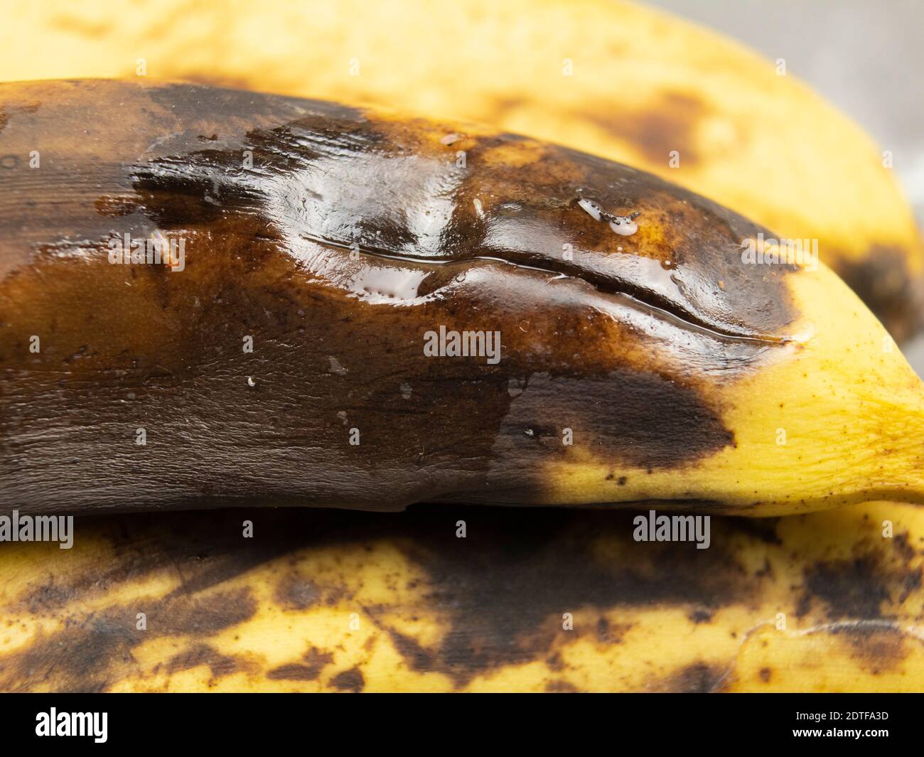 Pourrir Banana avec des mouches et des larves Banque D'Images