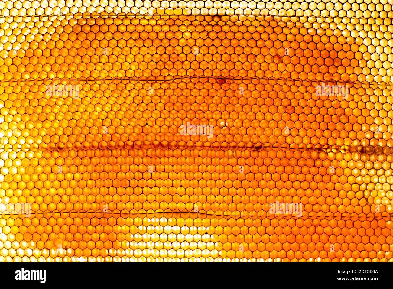 Abeille, pleine de miel des abeilles Banque D'Images