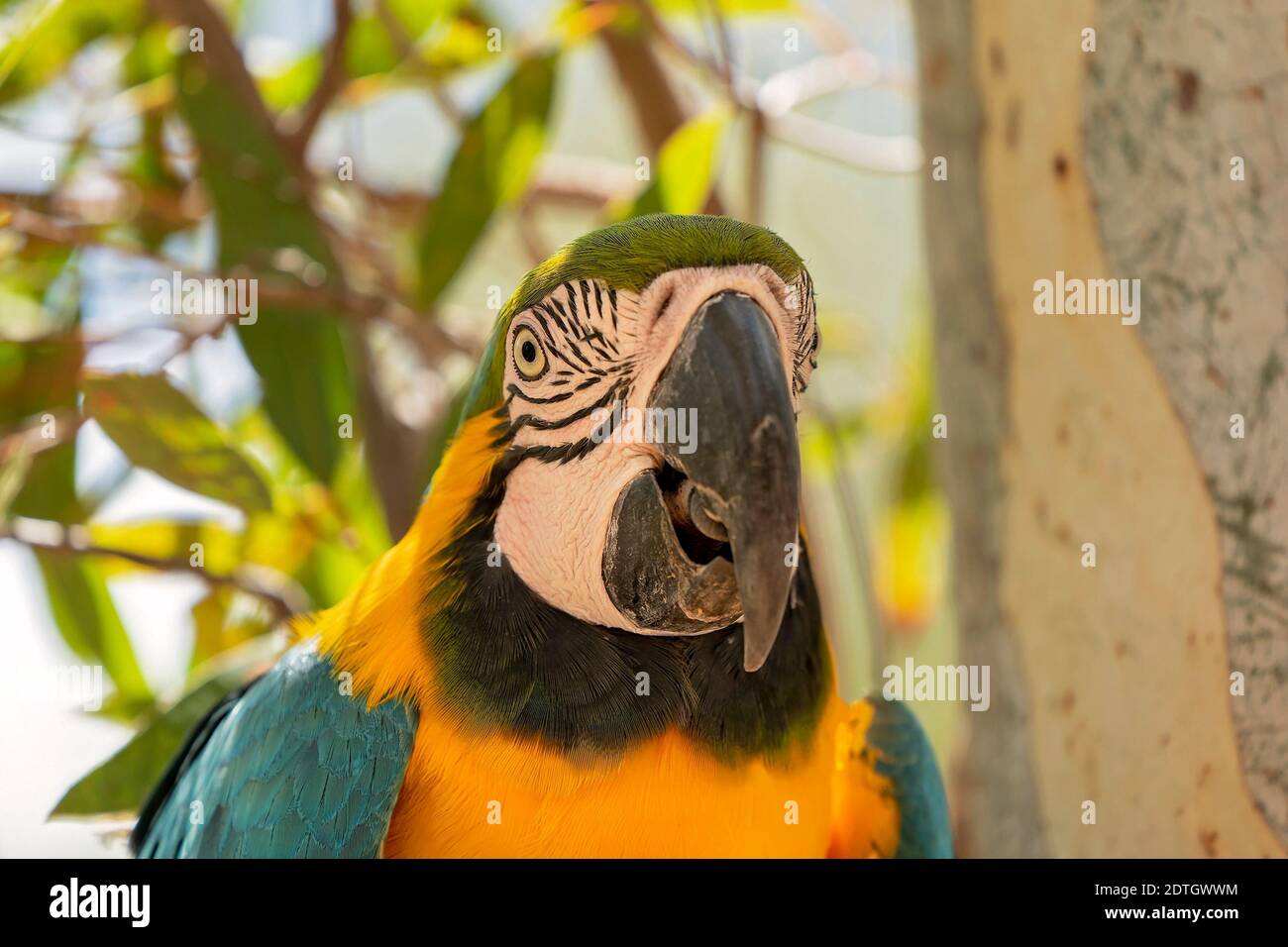 Gros plan d'un perroquet bleu et or Macaw un arbre Banque D'Images