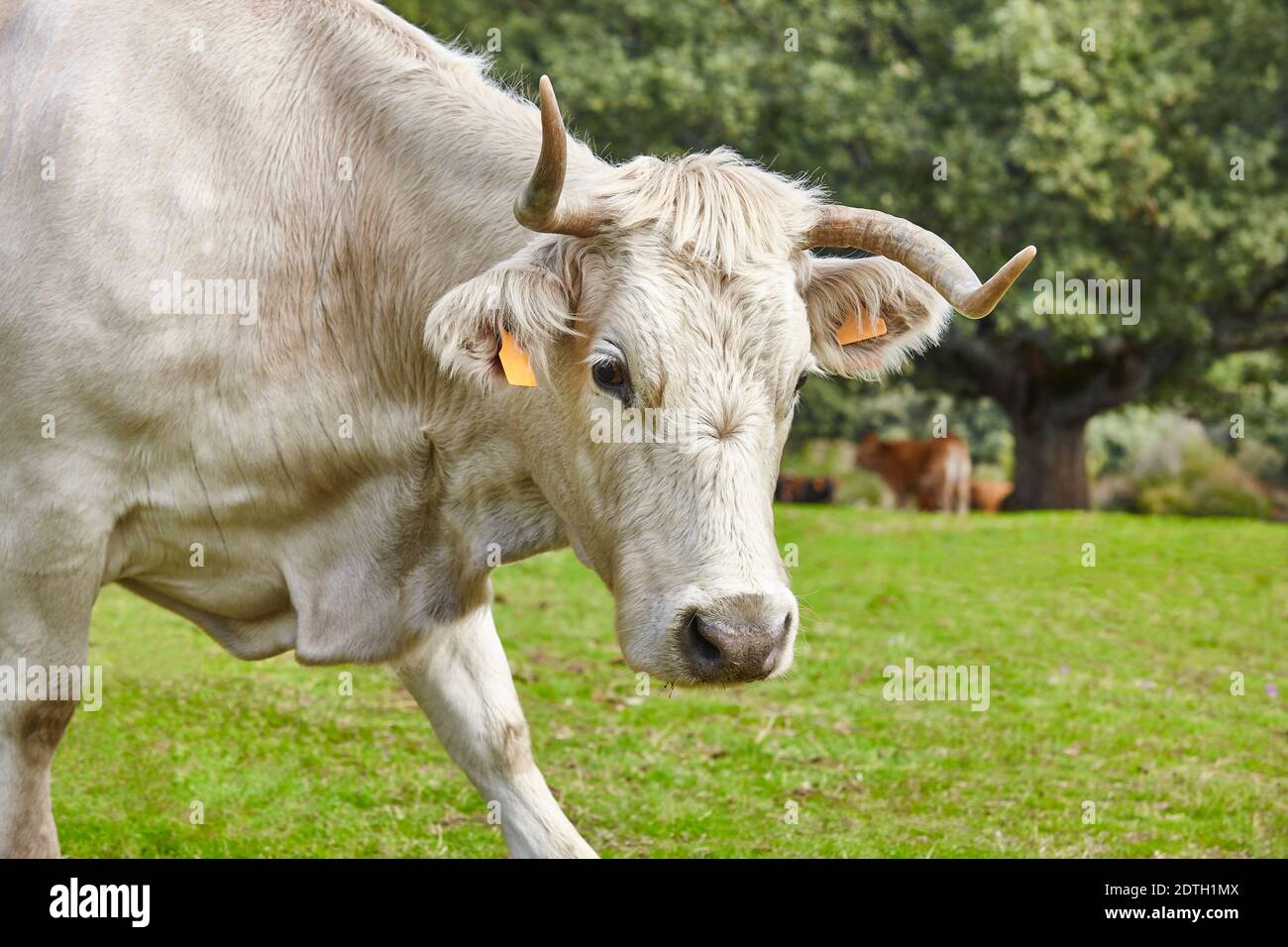 Vache paître dans la campagne en regardant la caméra. Agriculture Banque D'Images