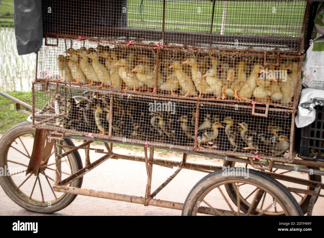 Conduits dans une cage mobile à transporter vers un Ferme d'œufs de canard dans la campagne du Vietnam Banque D'Images