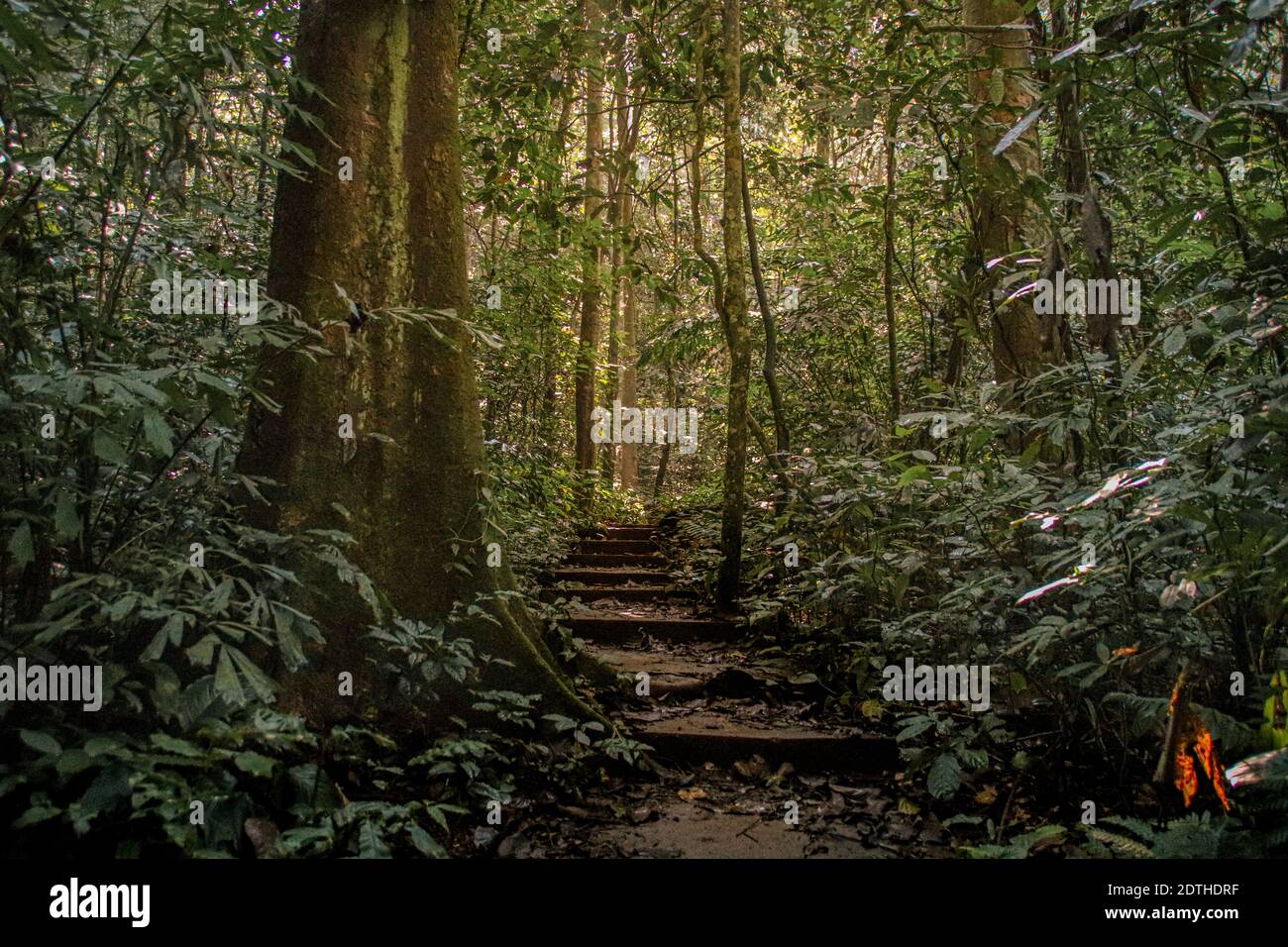 Forêt luxuriante et épaisse dans le parc national de CUC Phoung à Ninh Binh, Vietnam Banque D'Images