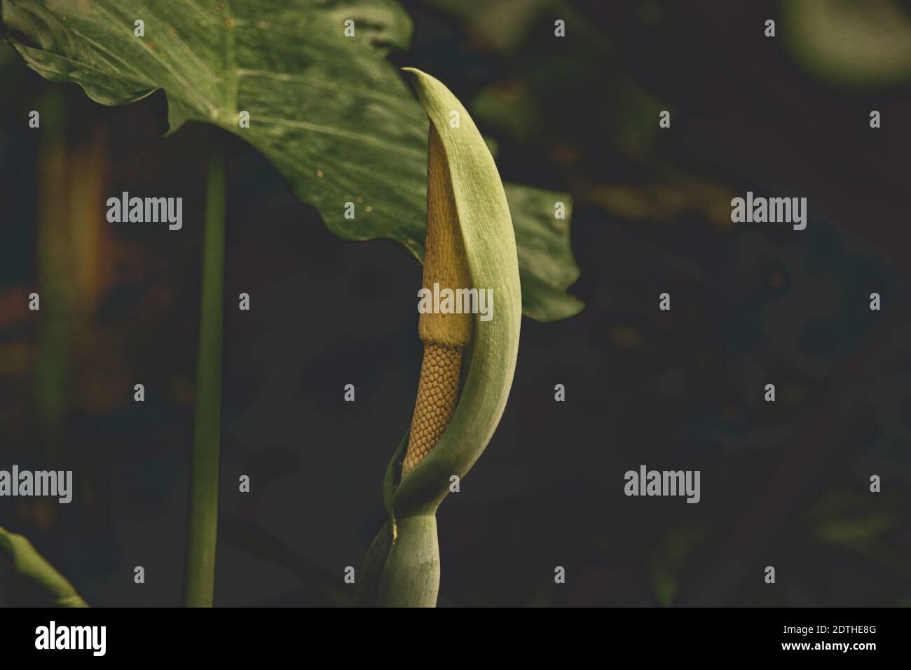 Fleur d'une plante de Taro ou Colocasia esculenta, une plante sauvage comestible Banque D'Images