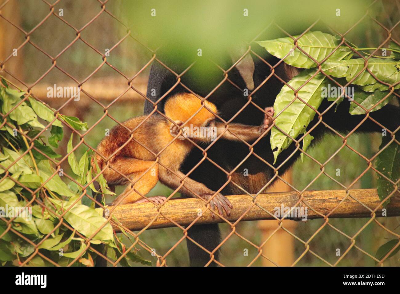 Une espèce de Gibbon ou de Nomascus, en danger critique de disparition, concolore la mère et le bébé au parc national de Cúc Phương à Ninh Binh, au Vietnam Banque D'Images