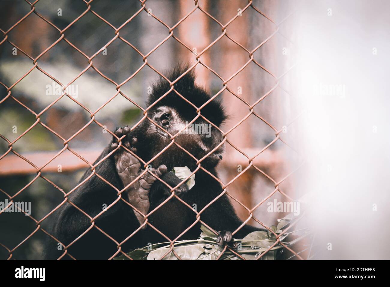 Black Crested Gibbon ou Nomascus concolor sauvé des braconniers et réhabilité au parc national CUC Phoung à Ninh Binh, Vietnam Banque D'Images