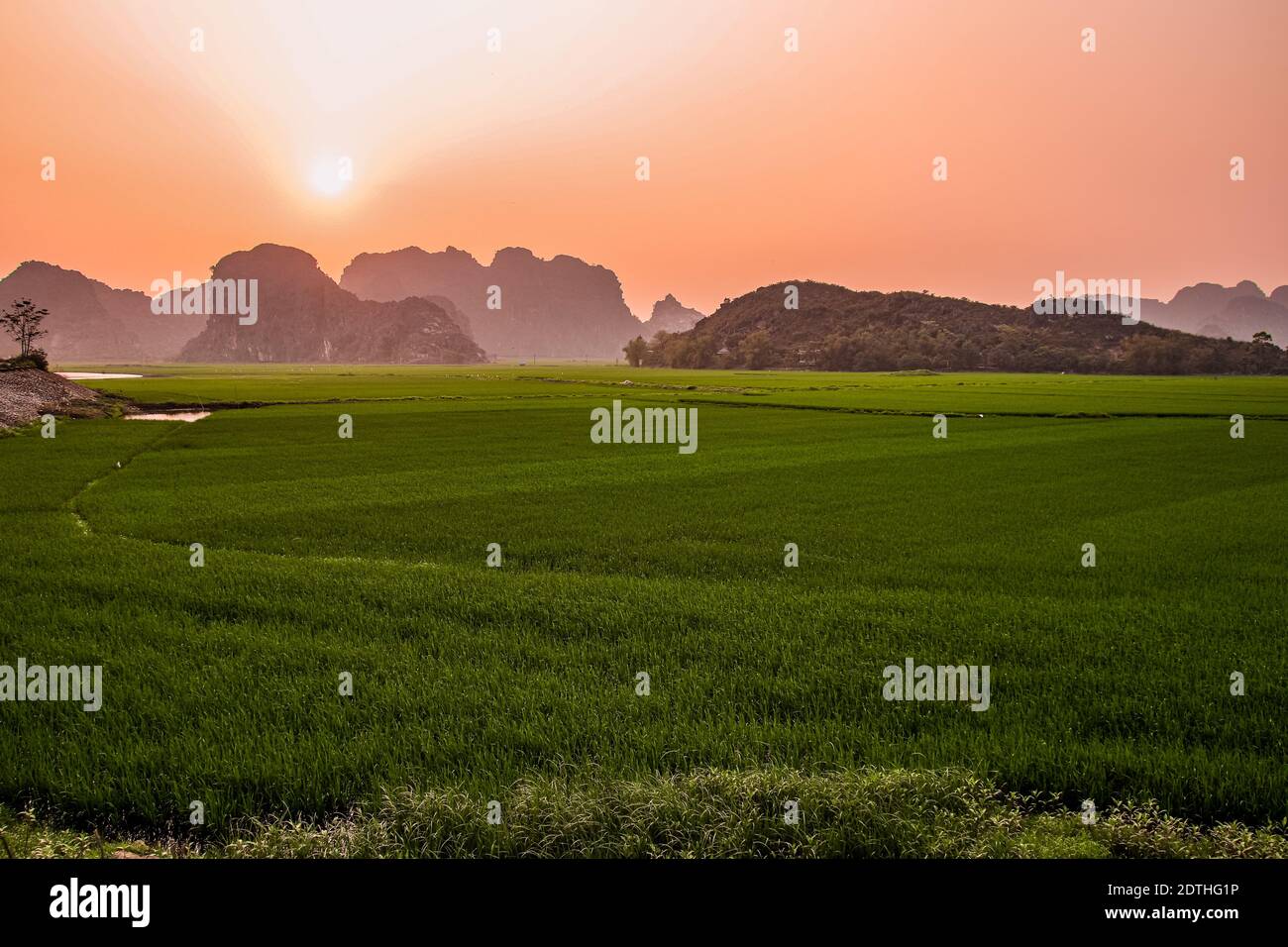 Beau lever de soleil sur le riz paddy dans les pays de Ninh Binh, Vietnam Banque D'Images