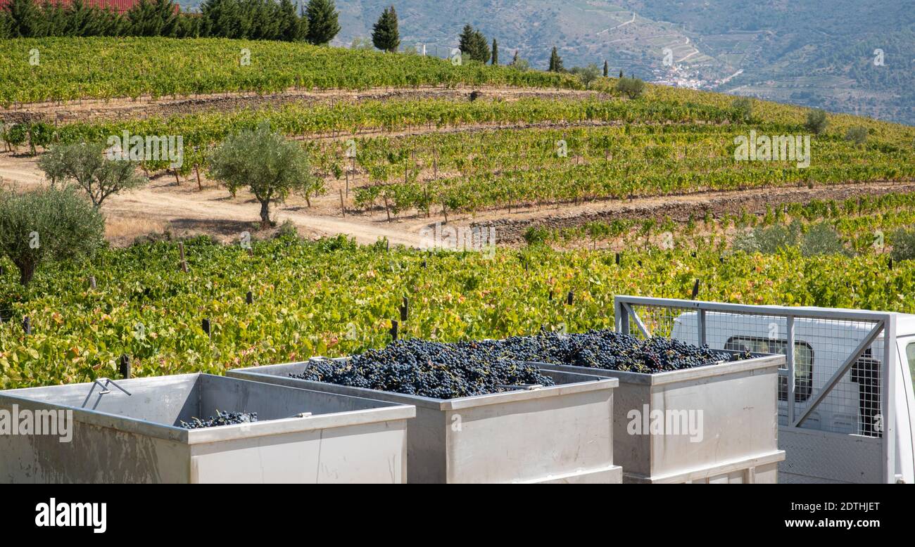 Cuves avec raisins à la récolte pour l'industrie du vin Banque D'Images
